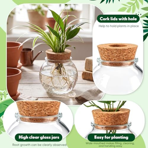 12 Pack Glass Plant Propagation Stations, Spherical - Image 3