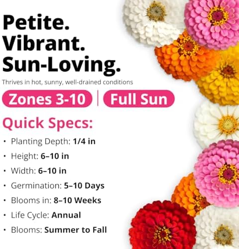 HOME GROWN Zinnia Seeds, Thumbelina, 500 Seeds, Zinnia elegans - Image 5