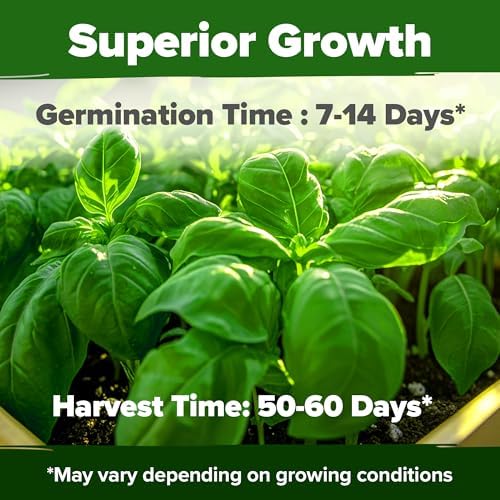 HOME GROWN Genovese Basil Seeds, 1,750+ Seeds, Ocimum basilicum - Image 5