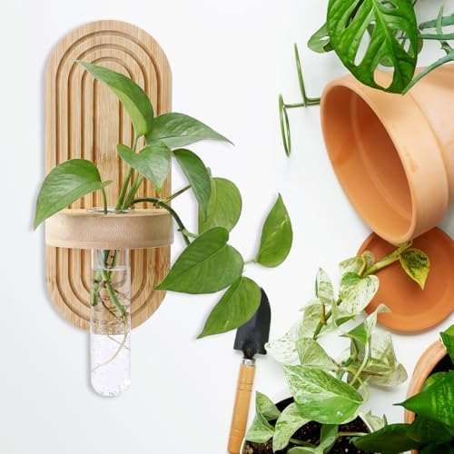 Beeveer 4 Sets Hanging Plant Propagation Stations Bamboo Wood Wall Mounted Test Tube Vase Rustic Decorative Glass Planter Holder Gift for Women Plant Lover Hydroponic Flowers Home and Office Decor - Image 6