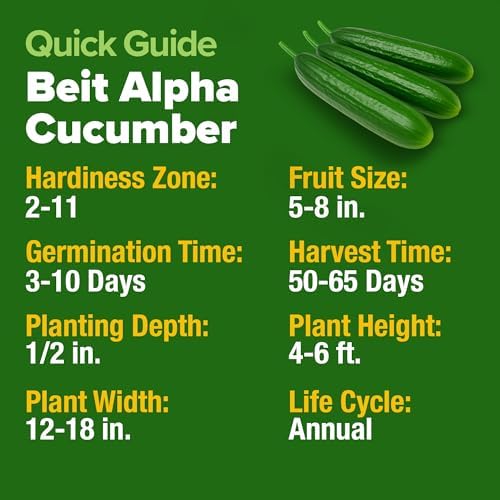 HOME GROWN Persian Cucumber Seeds, 50+ Seeds, Cucumis sativus - Image 5