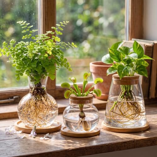 Honeydak 6 Pcs Plants Propagation Stations Planter Terrariums with Wooden Lid and Bamboo Stand Sphere Glass Propagation Vases for Plant Growing Hydroponic Home Office Tabletop Decoration - Image 2