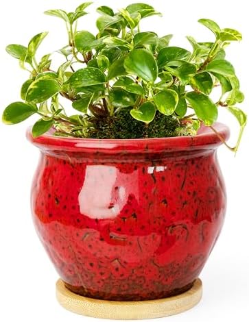 4.5 Inch Plant Pots with Drainage, Small Ceramic Pots for Indoor Plants by ARTKETTY