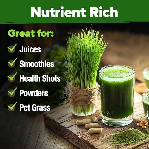 HOME GROWN Hard Red Winter Wheatgrass 12,000 Seeds 1.5 lb Triticum aestivum - Image 6