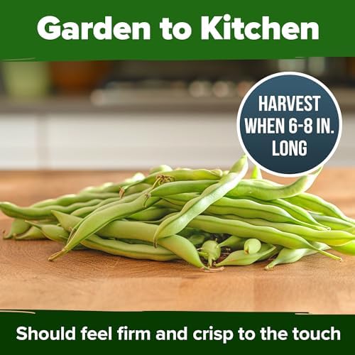 HOME GROWN Contender Bush Bean Seeds, 28+ Seeds, Phaseolus vulgaris - Image 7