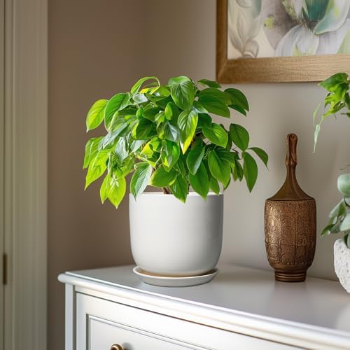 Ceramic Pot for Plants 7 Inch - Modern Round Indoor Outdoor Planter with Drainage Hole and Saucer, Home House Office Room Decor, White - Image 4