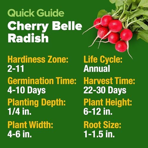 HOME GROWN Cherry Belle Radish Seeds, 800+ Seeds, Raphanus sativus - Image 5