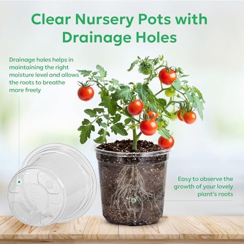 Bluepro Clear Nursery Pots with Drainage Holes, 5 Inch, 30-Pack - Image 3
