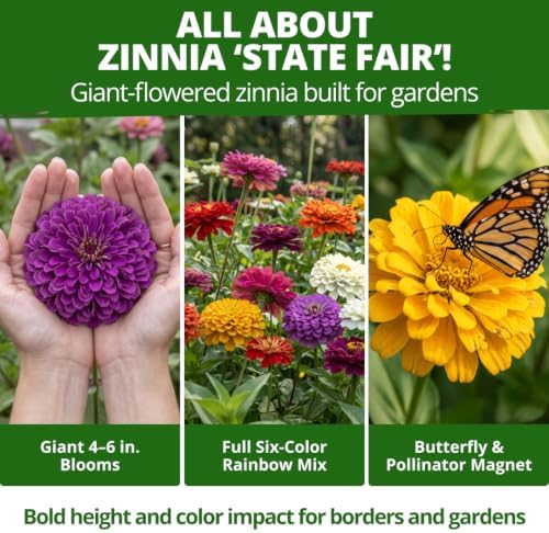HOME GROWN State Fair Zinnia Seeds (Zinnia Elegans) – 1,000 Flower Seeds for Planting 2026, 7.5g Bulk, Beds, Borders, Cottage Garden, Pollinator Friendly, Large Double Blooms - Image 5