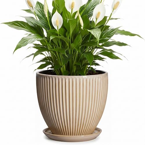8 Inch Pots for Plants, Ceramic Planter with Drainage Hole and Saucer, Decorative Indoor Plant Pots for Snake Plants, Modern Round Flower Pot, Office House Decor, Gardening Gifts, Beige by Unknown