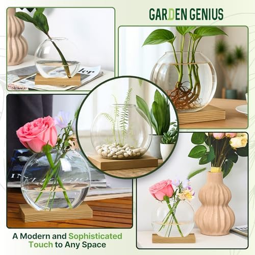 Single Glass Propagation Station with Wooden Base – Hydroponic Plant Terrarium for Home & Office | Ideal Christmas, New Year & Birthday Gift for Plant Lovers, Moms | Desktop Windowsill Planter Vase - Image 5