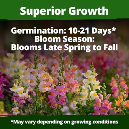 HOME GROWN Fairy Snapdragon 10,000 Flower Seeds Antirrhinum majus - Image 3