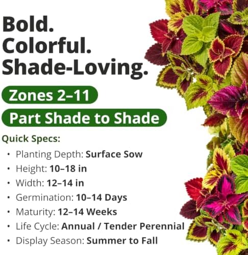HOME GROWN Rainbow Mix Coleus 400 Flower Seeds Plectranthus scutellarioides - Image 3