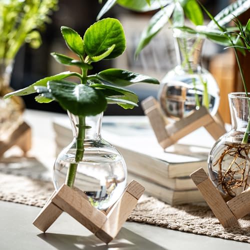 Propagation Stations, Propagation vases with Wooden Stand, Small Tabletop Glass Bulb Vases for Hydroponics Plant Propagation Station Home Office Decoration, Gift for Women Plant Lovers (6) - Image 3