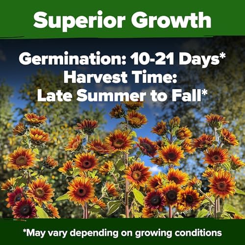 HOME GROWN Autumn Beauty Sunflower Seeds, 40 Seeds, Helianthus annuus - Image 5