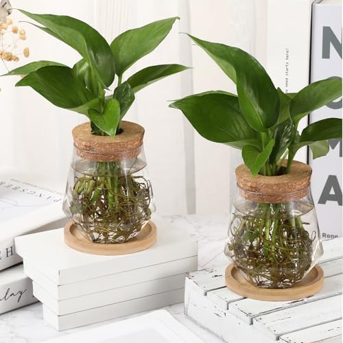 Baderke 12 Pack Propagation Vases for Plants, Cup Style - Image 5