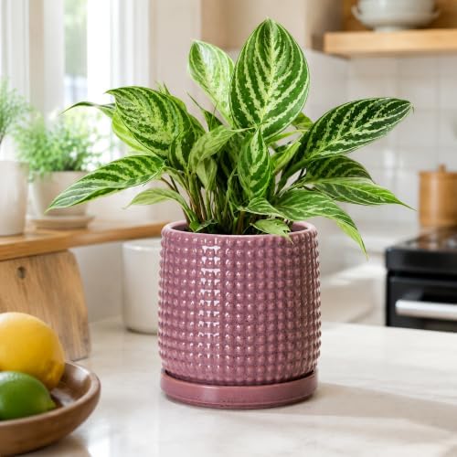 D'vine Dev Beaded Ceramic Pot with Saucer, 6 in, Blush Mauve, 27-C-X-K - Image 5