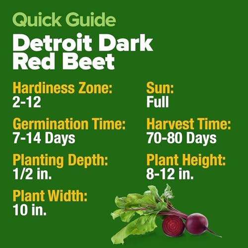 HOME GROWN Detroit Dark Red Beet Seeds, 500+ Seeds, Beta vulgaris - Image 5