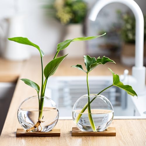 Propagation Vases for Plants - Glass Terrarium Planter with Wooden Stand, Small Desktop Oblate Hydroponic Propagation Vases for Modern Home & Office Decor (2) - Image 6