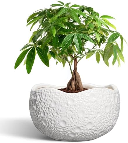 10 Inch Plant Pot - Ceramic Planter for Indoor Outdoor, Round Bonsai Pots, Decorative Flower Pots with Drainage Hole, Modern Unique Planters, House Decor, Home Gifts, White by Thirtypot