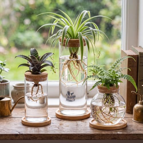 Honeydak 6 Pcs Plants Propagation Station Desktop Glass Propagation Round - Image 2