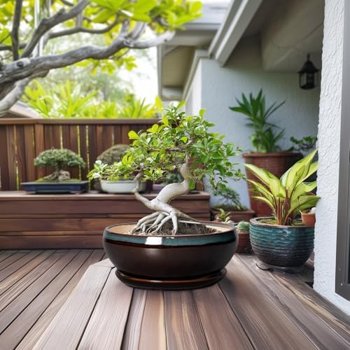 SQOWL Bonsai Planter 12 Inch, Ceramic Large Succulent Pots, Blue-Brown - Image 3