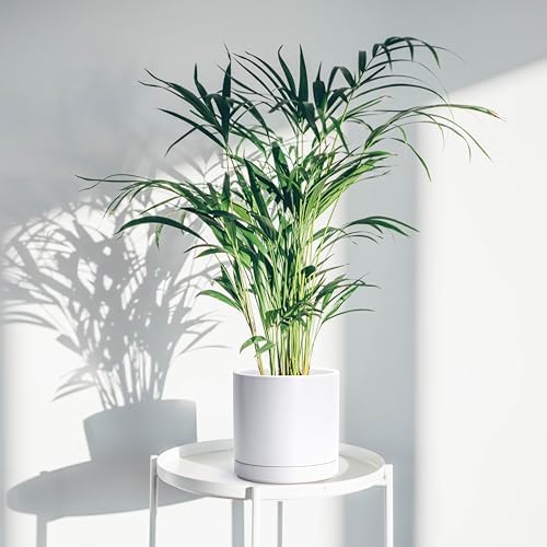 D'vine Dev 8.2 Inch Ceramic Planter Pot, White, 94-O-D-1 - Image 2