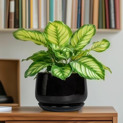 G EPGardening 6 Inch Planter, Ceramic Pot for Plants, Black - Image 6