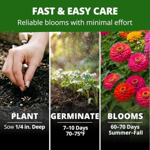 HOME GROWN Thumbelina Zinnia 3,000 Flower Seeds Zinnia elegans - Image 4