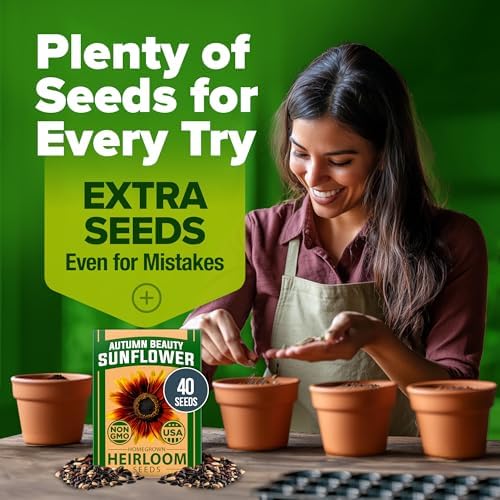 HOME GROWN Autumn Beauty Sunflower Seeds, 40 Seeds, Helianthus annuus - Image 7