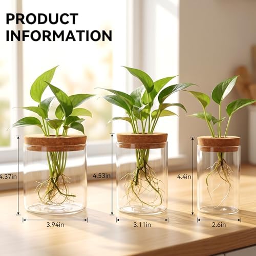 6Pcs 3 Size Glass Plant Propagation Stations, Desktop Flower Vases - Image 2