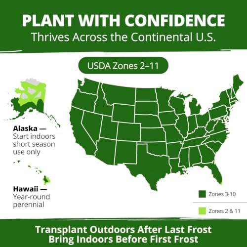 HOME GROWN Rainbow Mix Coleus 400 Flower Seeds Plectranthus scutellarioides - Image 7
