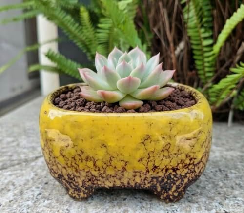 Cute 4.7 Inch Rectangle Ceramic Home Garden Decoration Succulent Cactus Flower Pots Container -Plant Not Included (Yellow) - Image 2
