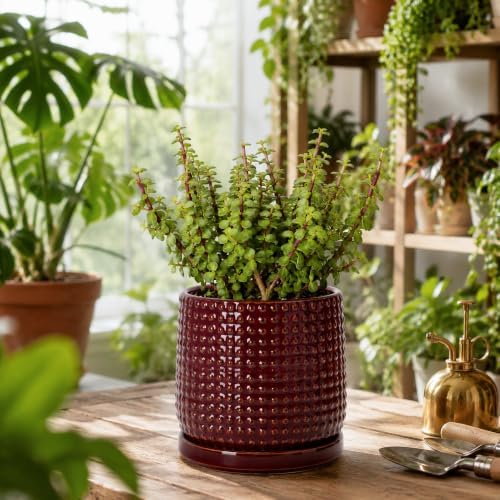 D'vine Dev Beaded Ceramic Pot with Saucer, 6 in, Burgundy Red, 27-C-X-M - Image 6