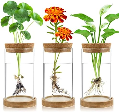 Plant Propagation Stations 3 Pack Plant Terrarium, Propagation Jars Glass Hydroponic Vases for Indoor Plants, Desktop Glass Plant Pot with Lid & Wooden Stand Gardening Gifts for Women Mom Plant Lovers by Gicare