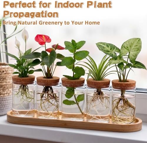 Zhehao 5 Pack Plant Propagation Station Hydroponic Glass Jar Terrarium with Cork Lids Bamboo Tray Desktop Planter for Rooting Cuttings Home Office Garden Decor - Image 4