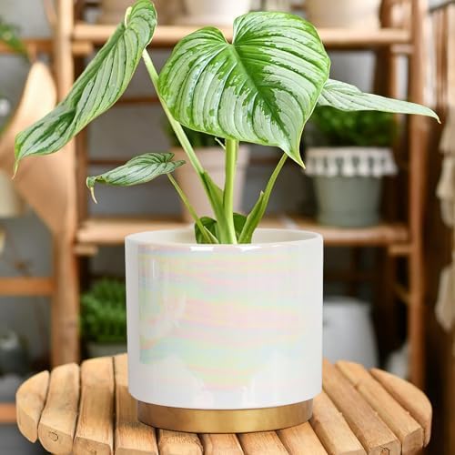 Gepege White Indoor Plant Pots for Plants, Ceramic Planter with Drainage Hole, 7.6 Inch +6 Inch 2pcs Succulent Orchid Flower Pot - Rainbow Pearl Glaze - Image 7