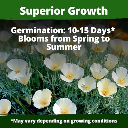 HOME GROWN Ivory Castle Poppy 2500 Flower Seeds Eschscholzia californica - Image 3