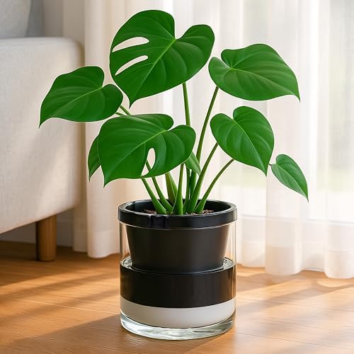 D'vine Dev Self-Watering Black Terracotta Planter Pot, 8 in, 37-X-C-3 - Image 4