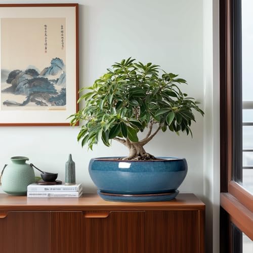 SQOWL Bonsai Tree Pots - 12 Inch Ceramic Succulent Pots, Large Shallow Planter with Drainage Hole and Saucer, Bowl Round Planters for Indoor Outdoor Plants, House Decor, House Warming Gifts, Blue - Image 4