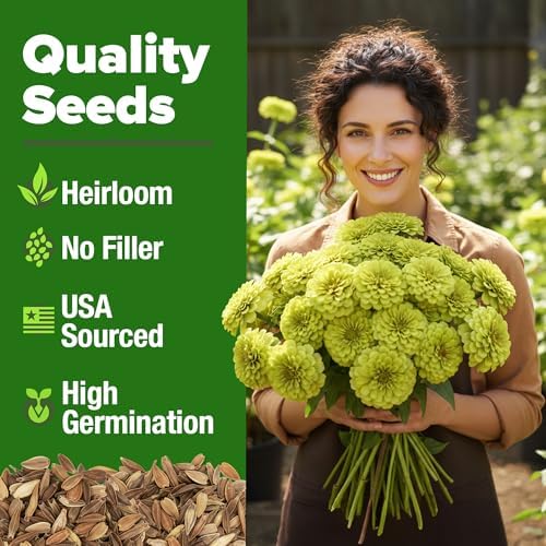 HOME GROWN Zinnia Seeds, Envy, 500 Seeds, Zinnia elegans - Image 2