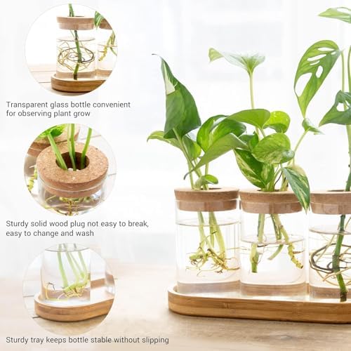 Dahey Plant Propagation Stations, 4 Pcs Glass Vases with Wooden Stand & Lid - Image 4