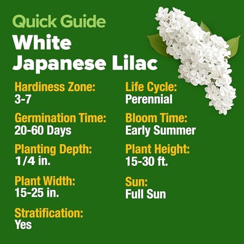 HOME GROWN White Lilac Seeds, 53 Seeds, Syringa reticulata - Image 5