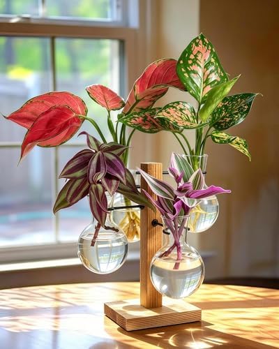 Plant Propagation Stations with Wood Stand, 4 Vases Bulb Shape - Image 3