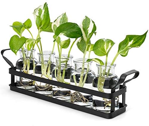Mkono Propagation Stations, 5 Jars Desktop Glass Plant Terrarium with Stand by Mkono