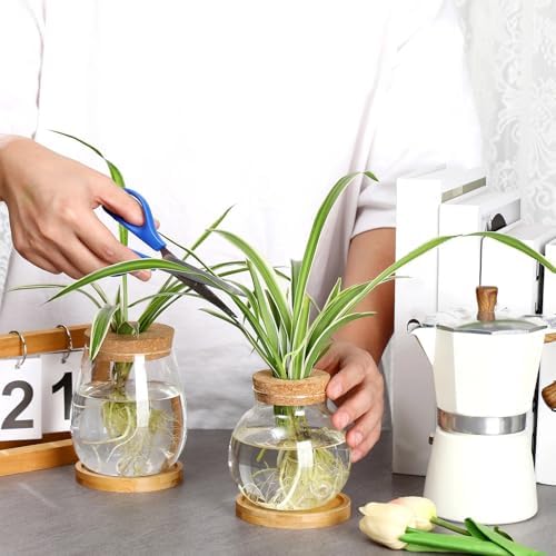 6 Pcs Glass Plant Propagation Station with Wood Lid & Stand, Classic Style - Image 3