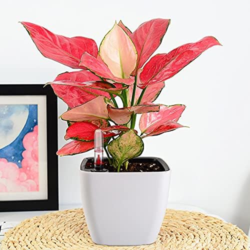 yarlung 6 Pack Self Watering Planter with Water Level Indicator, 5 Inch Plastic Plant Flower Pots Nested Container for Indoor Plants, Herbs, Aloe, Outdoor Gardening - Image 5