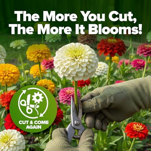 HOME GROWN Zinnia Seeds, Pumila Mix, 17,000 Seeds, Zinnia elegans - Image 5