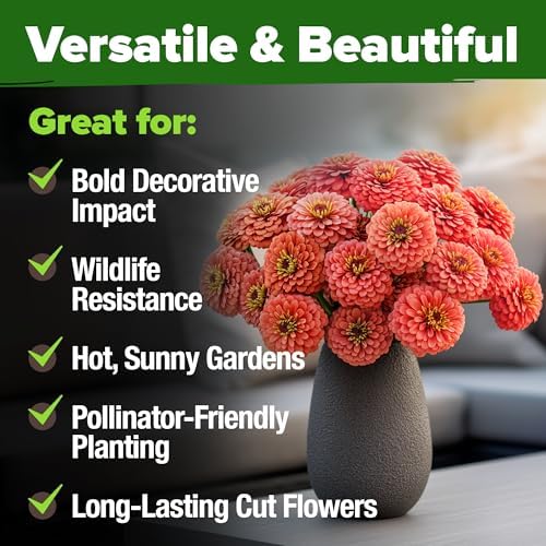 HOME GROWN Zinnia Seeds, Coral, 300 Seeds, Zinnia elegans - Image 6