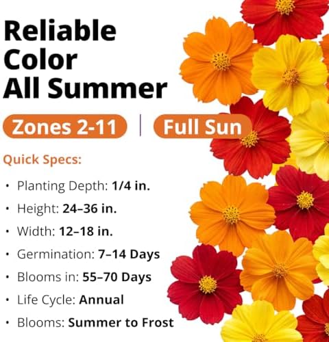 HOME GROWN Cosmos Bright Lights Mix 2500 Flower Seeds Cosmos sulphureus - Image 2